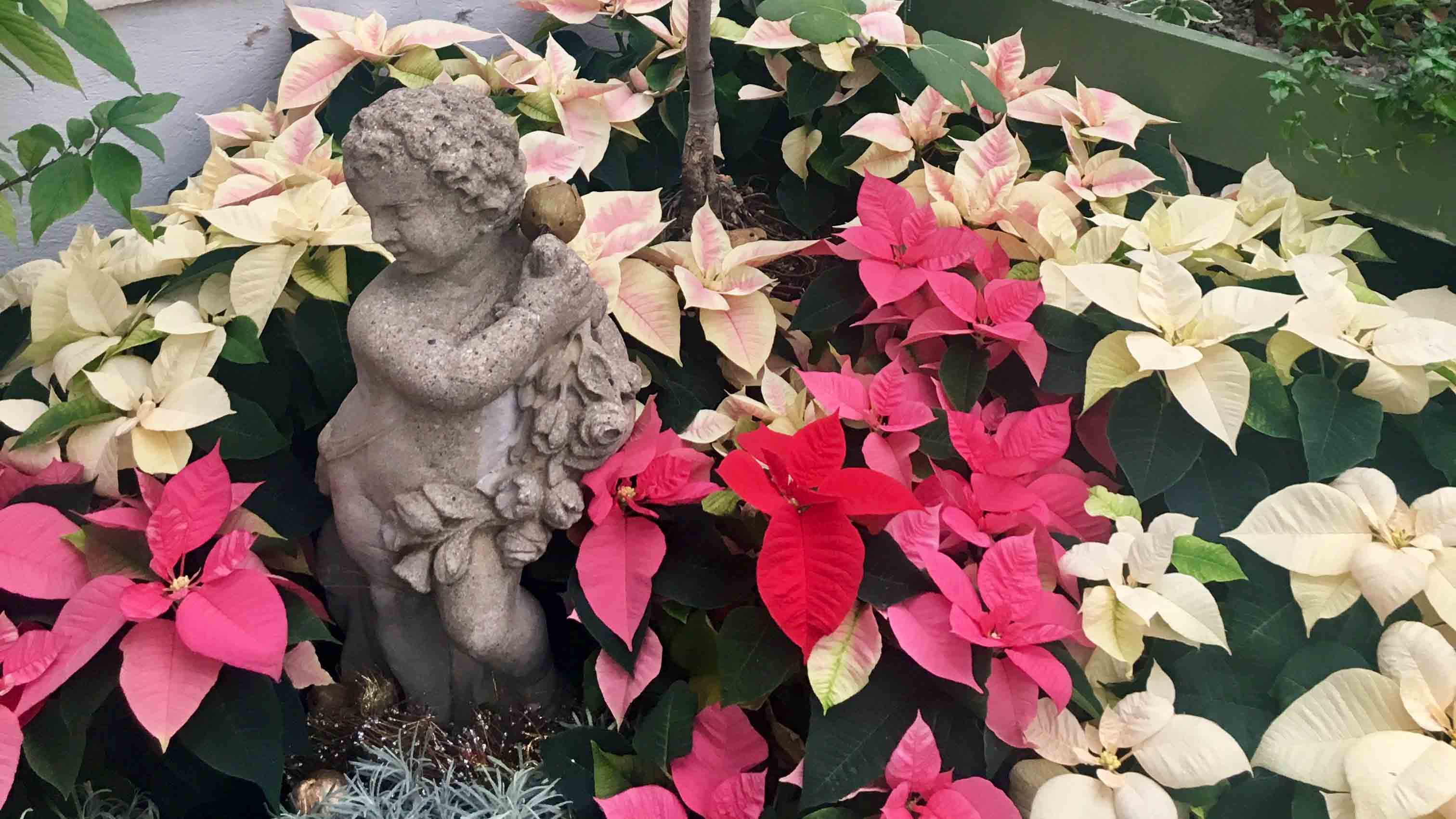 Plentiful Poinsettias at the Botanical Gardens - Visit Buffalo Niagara