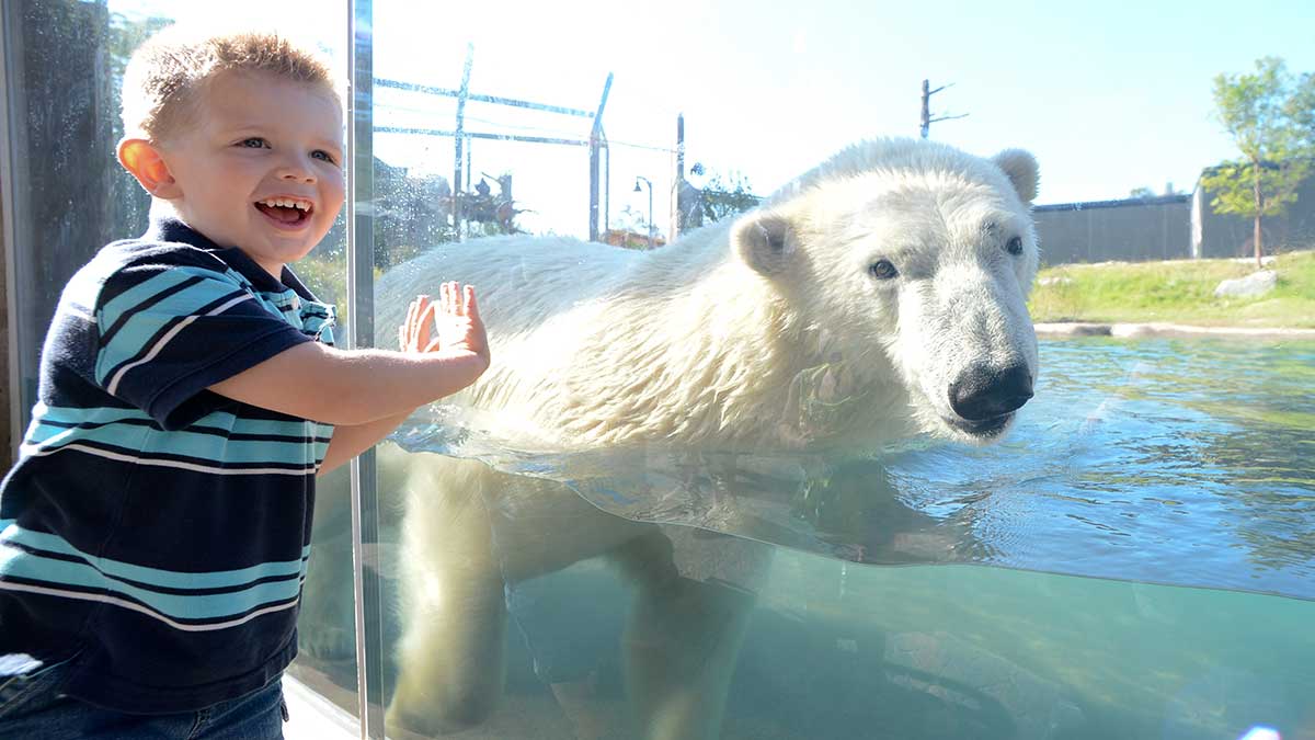 Arctic Edge at the Buffalo Zoo