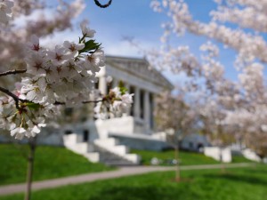 Cherry blossoms outside the Buffalo History Museum.