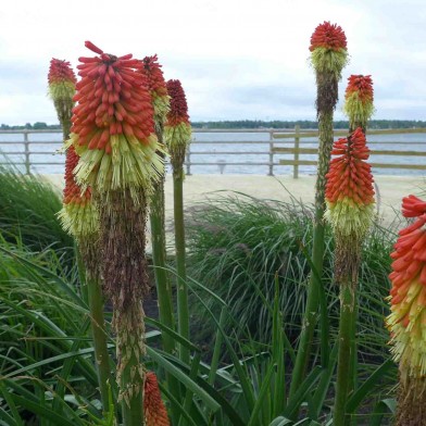 Red hot pokers plant at Beaver Island