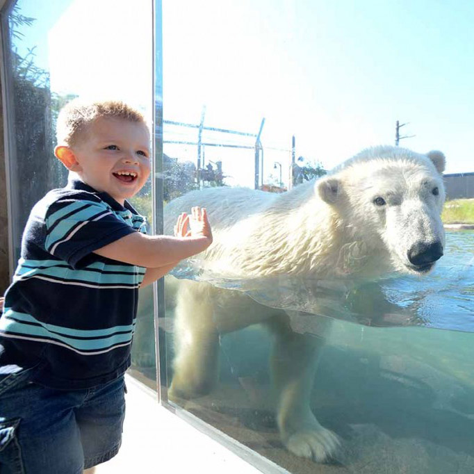 Child watching a polar bear at the Buffalo zoo