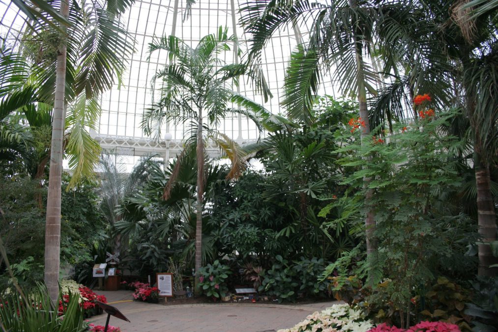 11 Flowers to Seek Out at Buffalo’s Botanical Gardens