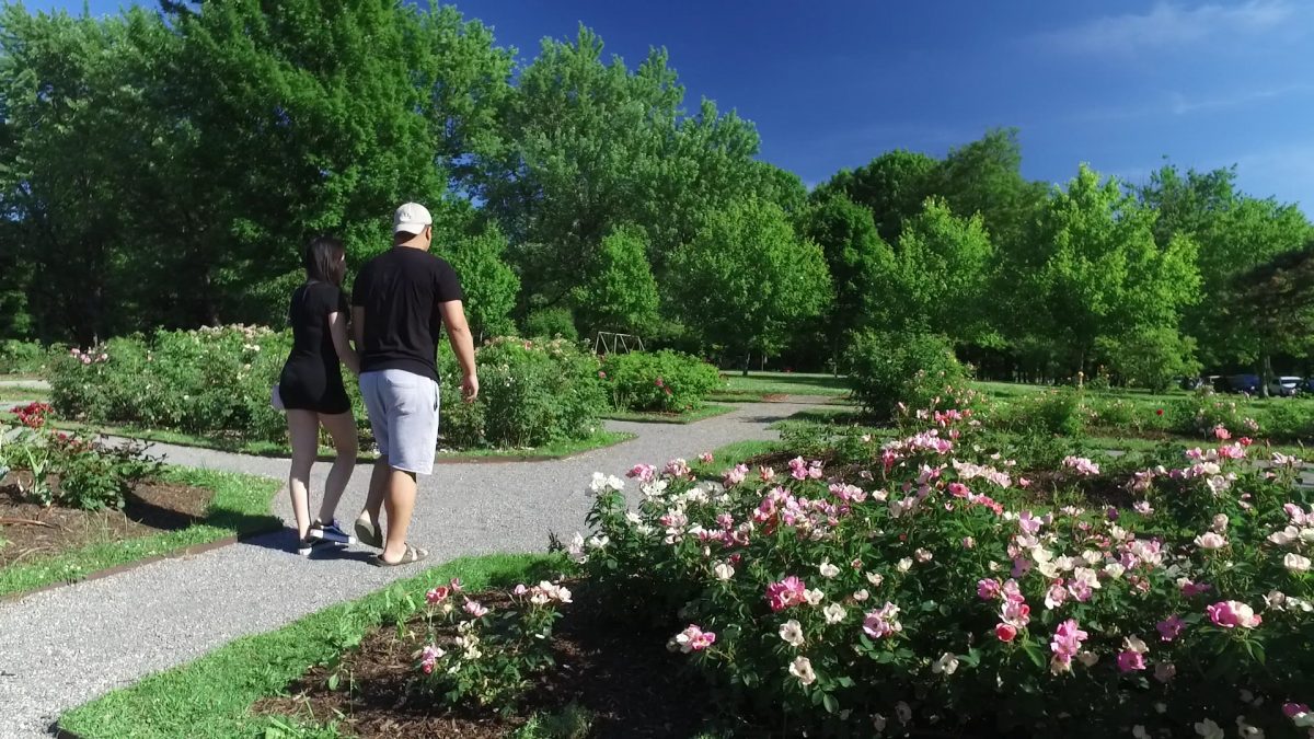 Delaware Park Rose Garden