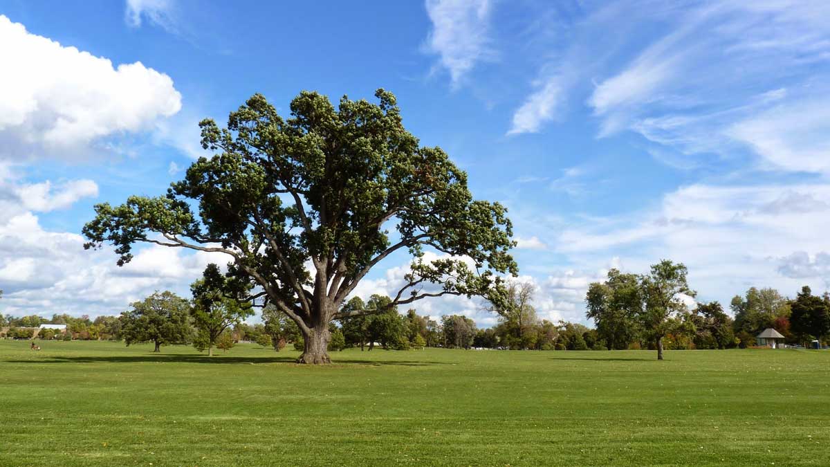 Delaware Park