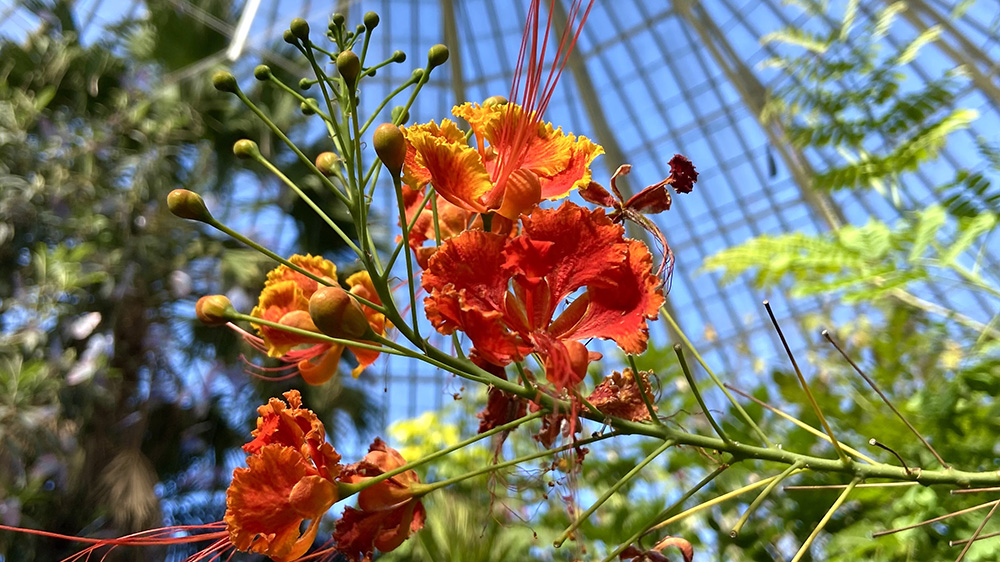 Red Bird of Paradise-Botanical Gardens-16x9